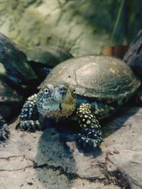 Close-up of tortoise