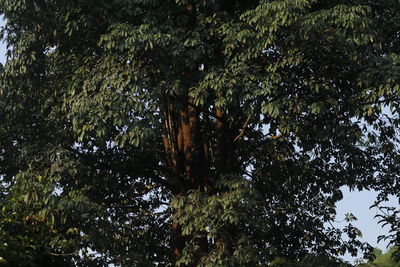 Low angle view of trees in the forest