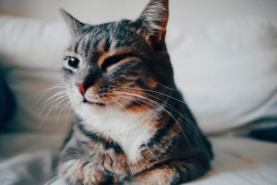 Close-up of cat at home