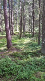 Trees growing in forest