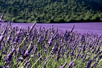 Purple flowering plants on field