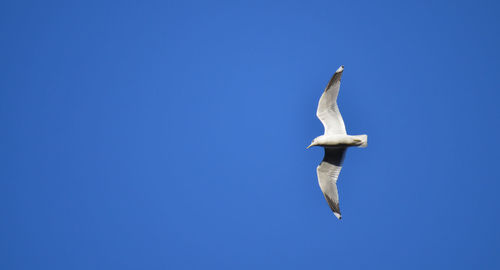 Low angle view of seagull flying against clear blue sky