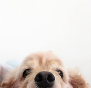 Close-up portrait of dog against white background