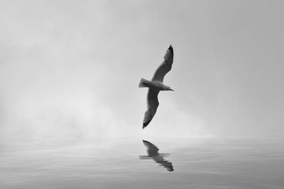 Bird flying over sea against clear sky