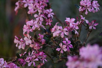 Close-up of pink flowers blooming outdoors