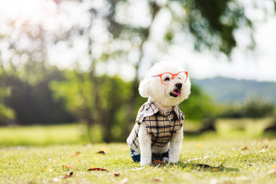 Close-up of poodle on field