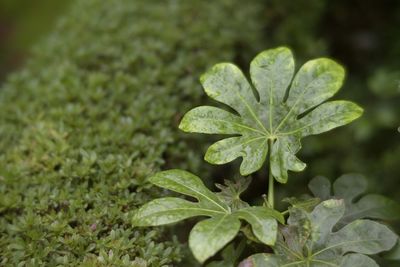 Close-up of raindrops on leaves