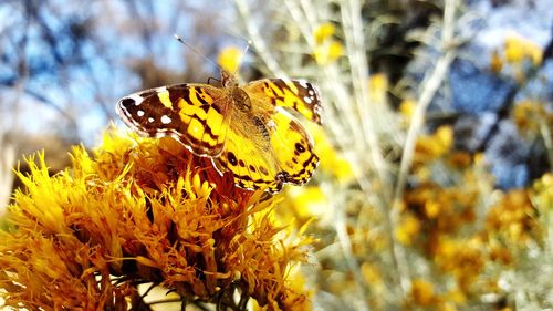 Close-up of butterfly pollinating on yellow flower