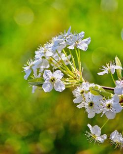 Close-up of white flowers