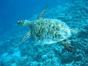 Turtle swimming in sea
