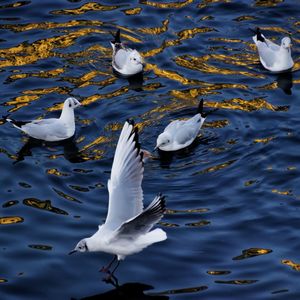 High angle view of birds swimming on lake
