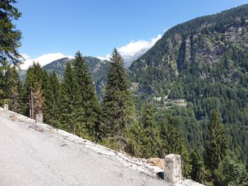 Scenic view of pine trees by mountains against sky