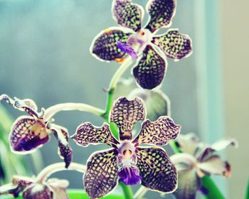 Close-up of purple flowers blooming in garden