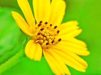 Close-up of yellow flower blooming outdoors