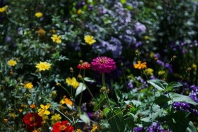 Close-up of pink flowering plants in park