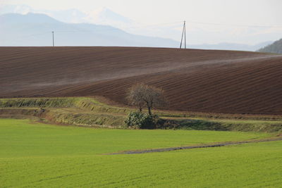 Scenic view of agricultural field against sky