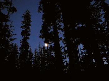 Silhouette of trees against sky at night