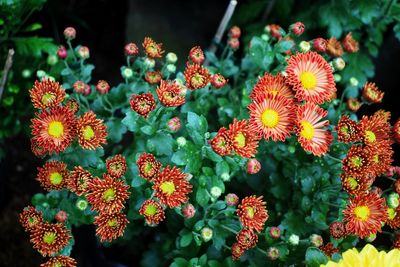 High angle view of flowering plants