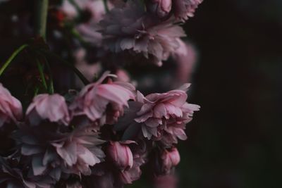 Close-up of pink flowers