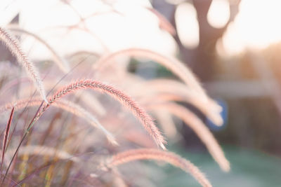 Close-up of grass on field