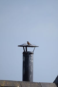 Bird perching on wooden post against clear sky