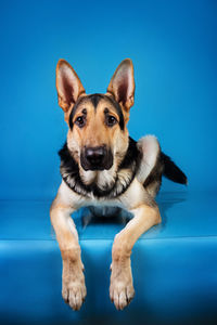 Portrait of dog against blue background