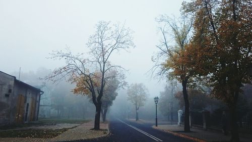 Road along trees