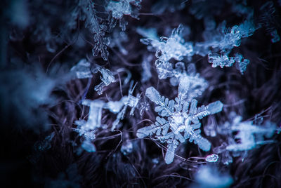 Close-up of frozen plants at night