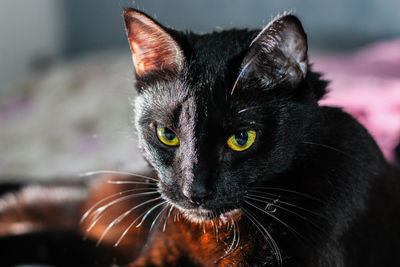 Close-up portrait of a black cat