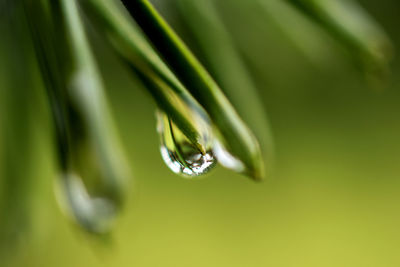 Close-up of raindrops on leaf