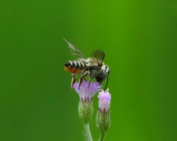 Close-up of insect on plant