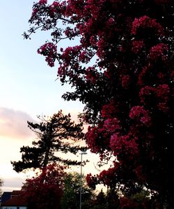 Low angle view of trees against sky