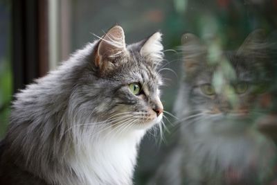 Close-up of cat outdoors