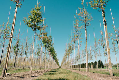 Low angle view of trees on field against clear blue sky