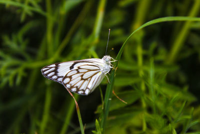 Close-up of butterfly on grass