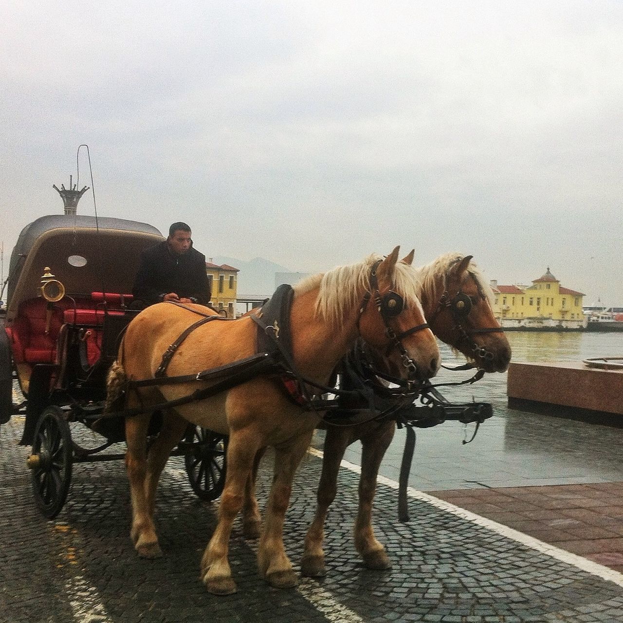 animal themes, domestic animals, building exterior, built structure, one animal, mammal, architecture, sky, horse, transportation, water, livestock, working animal, two animals, outdoors, mode of transport, street, full length, pets, day