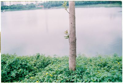 Scenic view of lake by trees