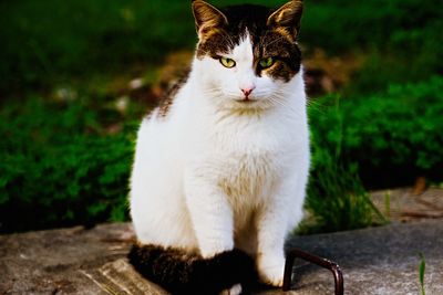 Cat sitting outdoors