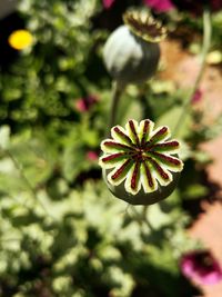 Close-up of flowering plant