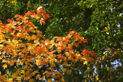 Low angle view of maple tree during autumn