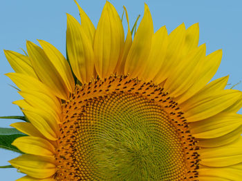 Close-up of sunflower against sky
