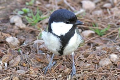 Close-up of bird perching on field