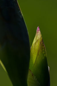 Close-up of leaf