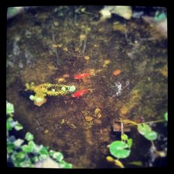 Plants growing in water