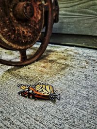 Close-up of insect