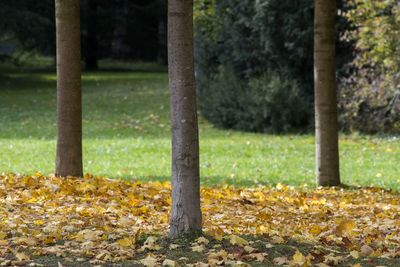 Trees in park during autumn