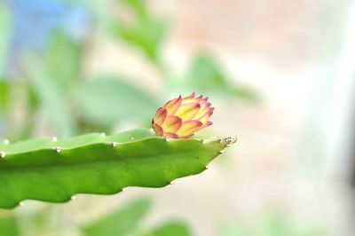 Close-up of flower on leaf