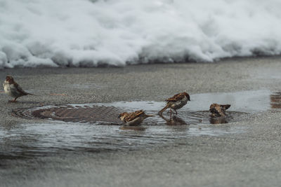 View of birds on beach