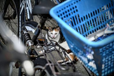 High angle view of kitten on metal