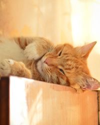 Close-up of cat sleeping